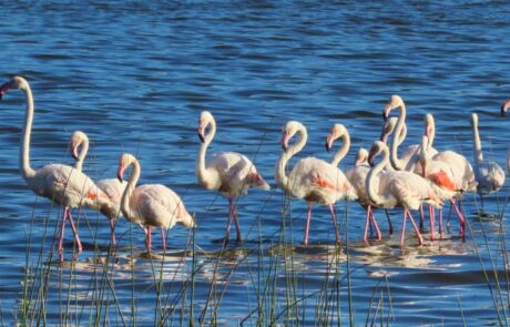 2. Enjoy Nature – Flamingoes, Rondevlei Bird Hide