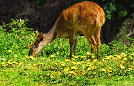 2. Enjoy Nature – Goukamma Nature Reserve